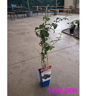 Rubus frut. 'Thornfree' RP 1,6 L